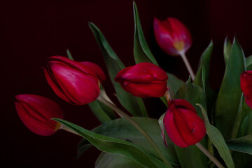 Fototapeta premium low key aufnahme eines strauss dunkelroter tulpen