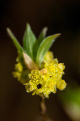 クロモジの花　黒文字　マクロ撮影