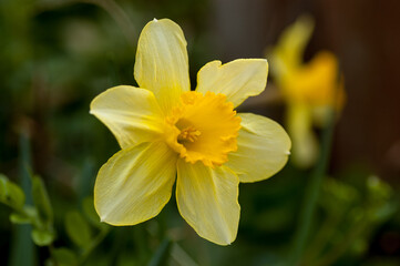 ラッパ水仙　大きいスイセンの花　マクロ撮影