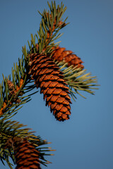 Coniferous tree cones, Eastern Europe, Poland 