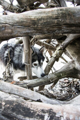 Malamute-husky peering through a fallen tree