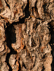 Tree bark, Eastern Europe, Poland