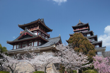 京都　春の伏見桃山城