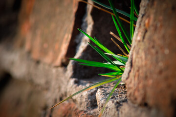 Grass in the wall, Eastern Europe, Poland