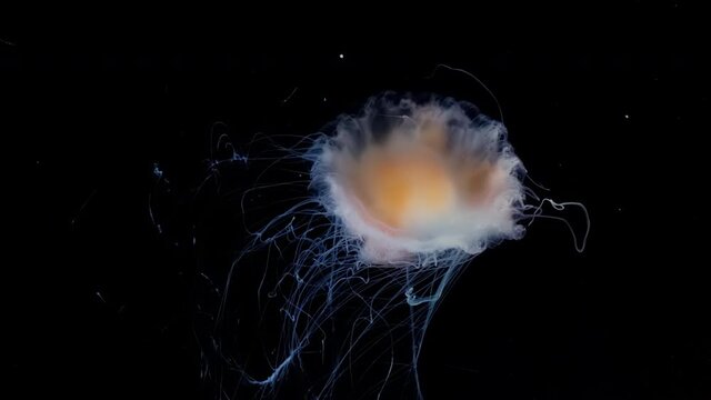Slow motion footage of a jellyfish Jellyfish move in the water on a black background. Jellyfish medusa underwater