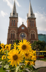Fototapeta na wymiar yellow flower in front of tan dinh church in ho chi minh city
