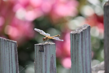 dragonfly on a fence