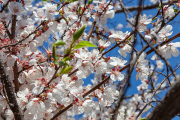 Lush branches of cherry blossoms covered with white flowers