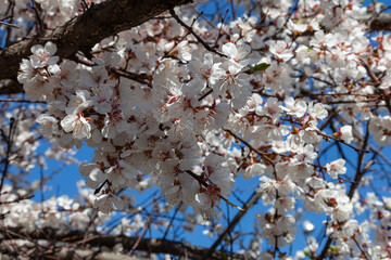 Lush branches of cherry blossoms covered with white flowers against a clear blue sky