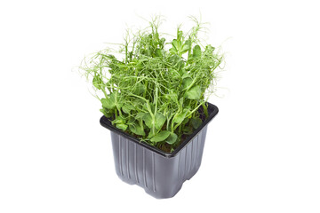 Growing micro-green green pea sprouts isolated on a white background. Cut off the path. Micro-greens in a pot.
