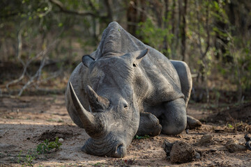 A Starving White Rhino seen during a drought on a safari in South Africa