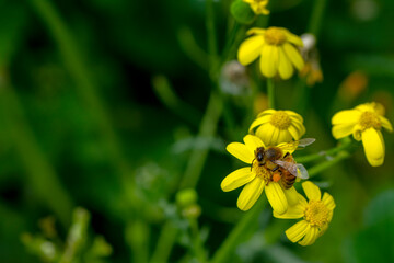 Close Up  beautiful  Bee macro in green nature 