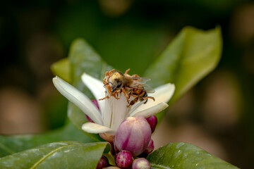 Close Up  beautiful  Bee macro in green nature 