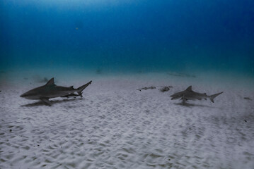Diving with the bull shark in Playa del Carmen, México