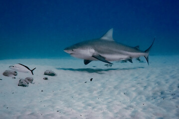 Fototapeta premium Diving with the bull shark in Playa del Carmen, México