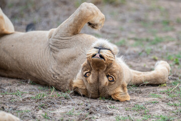 A Female Lion seen on a safari in South Africa