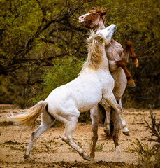 Obraz na płótnie Canvas Wild horses fighting