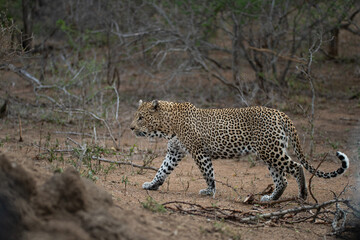 Fototapeta na wymiar A Male Leopard seen on a safari in South Africa