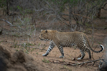 A Male Leopard seen on a safari in South Africa