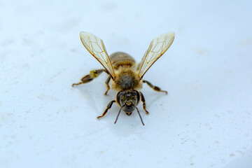 Close Up  beautiful  Bee macro in green nature 