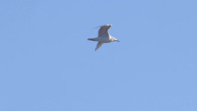 Seagull Flying on Clear Sky Background Slow Motion