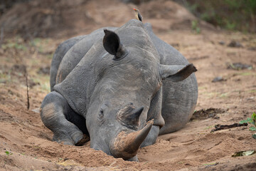 Obraz premium White Rhinos seen on a safari in South Africa