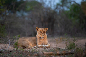 A Female Lion seen on a safari in South Africa