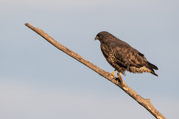common buzzard standing alone