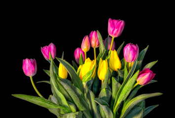 A beautiful bouquet of fresh pink and yellow tulips on a black background