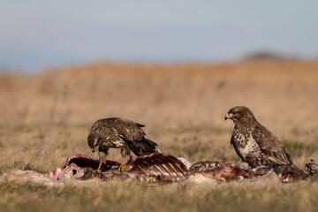 common buzzard standing alone