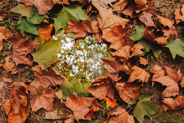 Dry leaves on the ground. Mirror reflecting tree. Autumn.