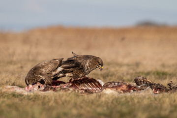 common buzzards eating meat