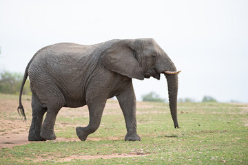 Fototapeta na wymiar African Elephant seen on a safari in South Africa