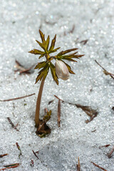 The emergence of anemone nemorosa flowers from under the snow in early spring