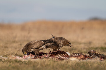 common buzzards eating meat