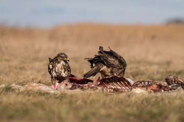 common buzzards eating meat