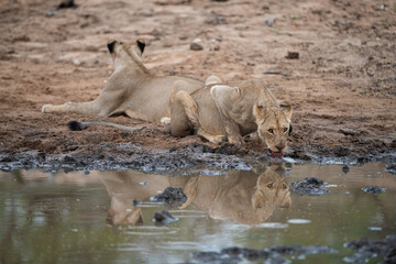 Naklejka na ściany i meble 2 Lions seen on a safari in South Africa