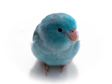 Parrotlet