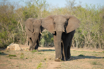 Fototapeta premium African Elephant seen on a safari in South Africa