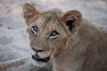Fototapeta premium A Lion cub seen on a safari in South Africa