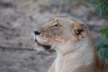 A Female Lion seen on a safari in South Africa