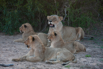 Fototapeta na wymiar A Female Lion seen with her cubs on a safari in South Africa