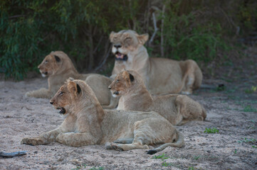 Fototapeta na wymiar A Female Lion seen with her cubs on a safari in South Africa