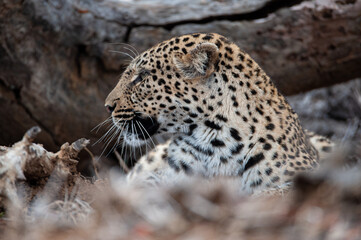A female Leopard seen on a safari in South Africa