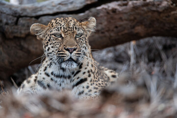 Naklejka premium A female Leopard seen on a safari in South Africa