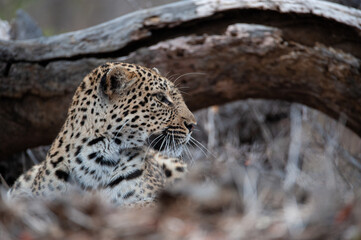 A female Leopard seen on a safari in South Africa