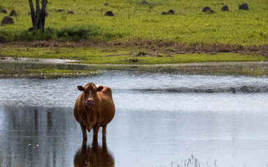 red cow inside wetland looking at camera