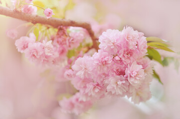 Fototapeta na wymiar Pink sakura branch with blossom