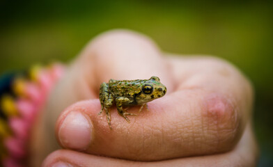 frog in a child hand