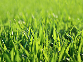 Green grass close up